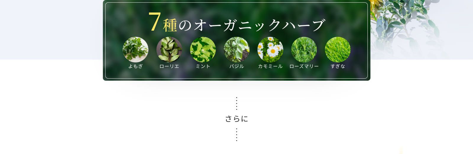 7種のオーガニックハーブ